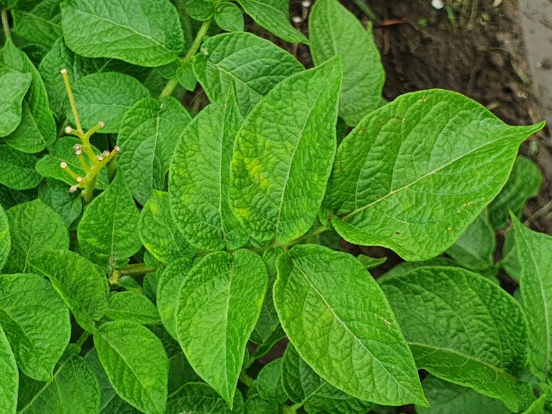 Potato resistance virus Y