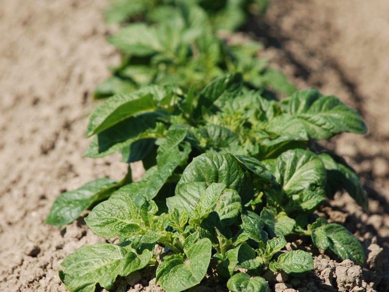 Aardappelveld Rug Agrico 2012 9