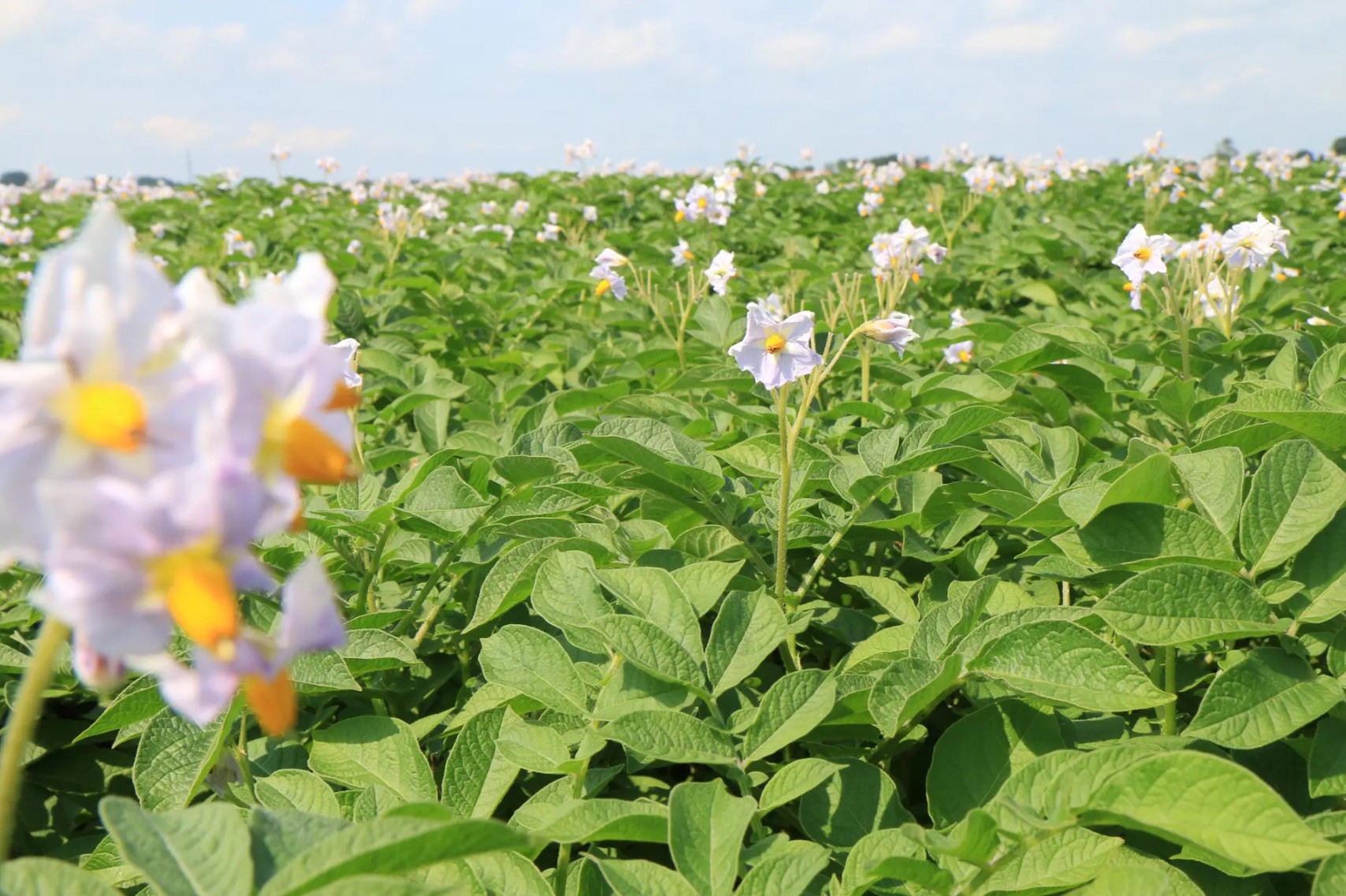 Flowering potato crop close-up