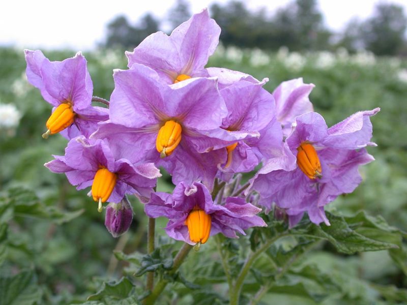 Ar Bloeiende Aardappelen 010709 5