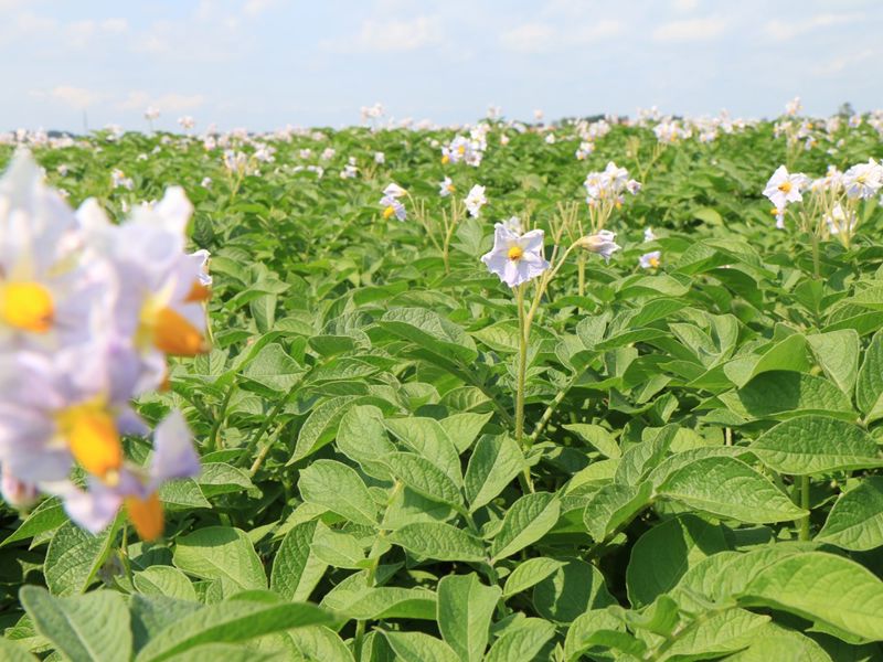 22 07 16 Bloeiend Veld Van T Zet 0026