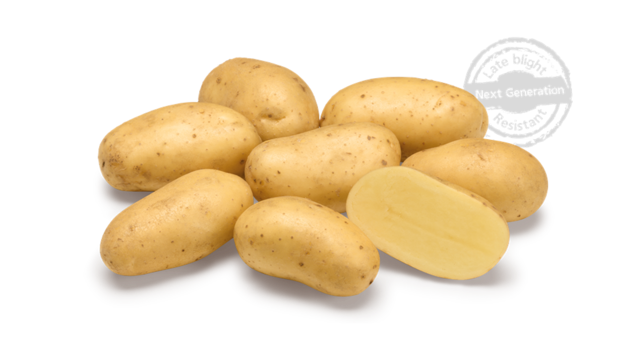 Levante Next Gen Web 2025 (2)