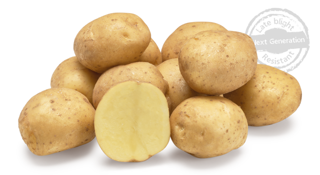 aardappelras-beyonce