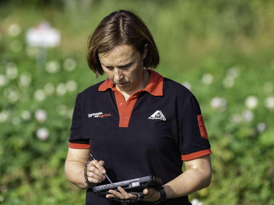 Agrico research introducing new potato varieties