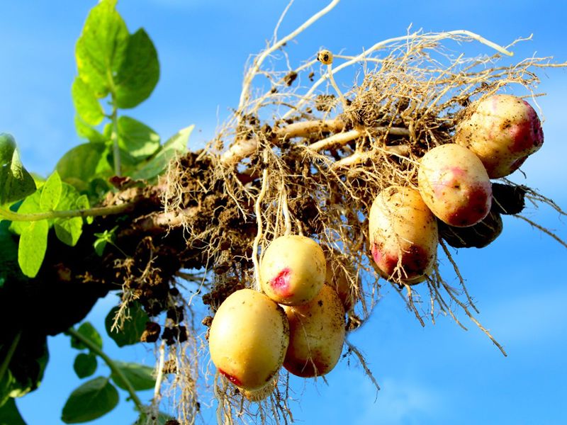 Carolus Knollen Omhoog Trekken (1)