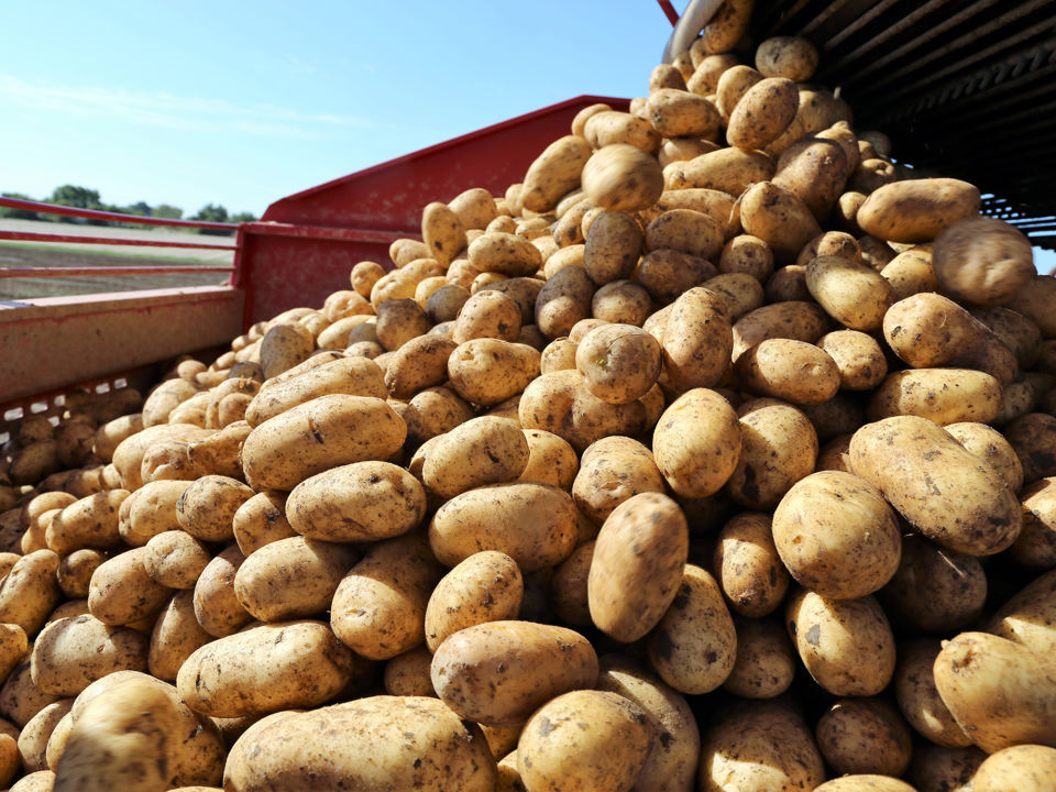 harvest (1)