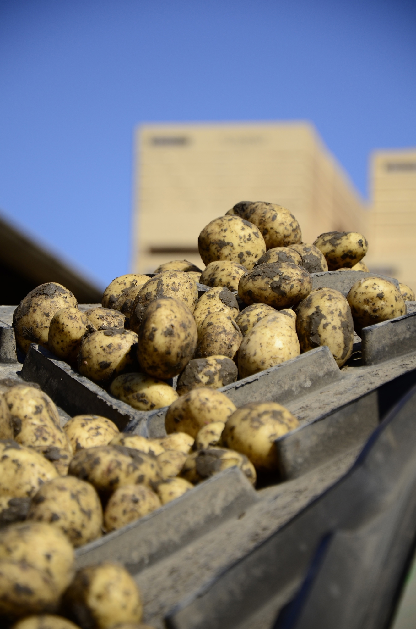 Seed potatoes on a conveyer