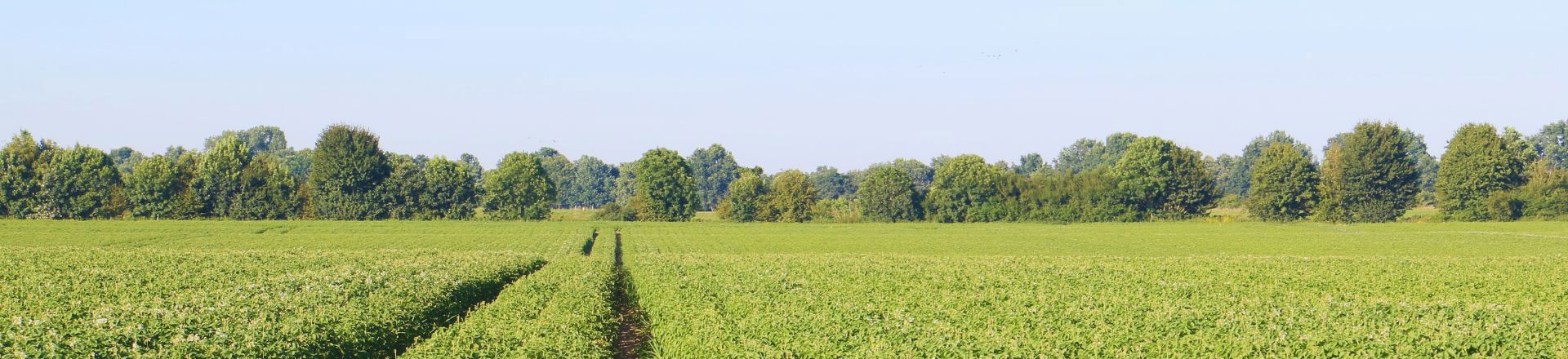 Header Website Potato Magazine (7)