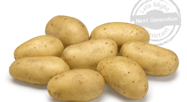 Levante nestje met doorsnee